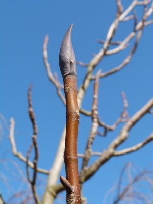 Magnolia tripetala - šácholan tříplátečný - pupen